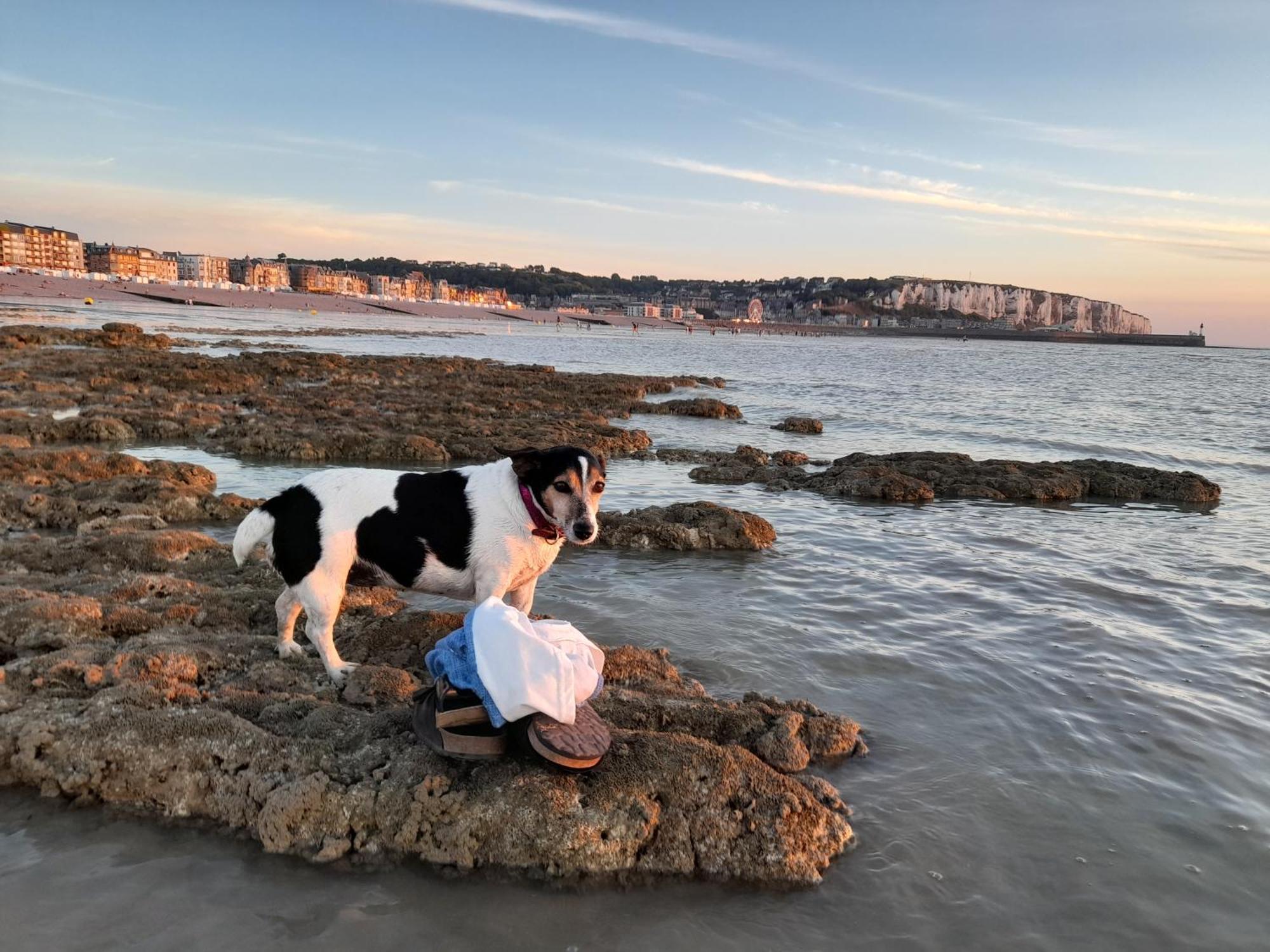 מרס-לה-באן "Le Juguili" 46M2 En Front De Mer - 4 Personnes - Animaux Ok - Entierement Renove - Haut De Gamme - Wifi מראה חיצוני תמונה